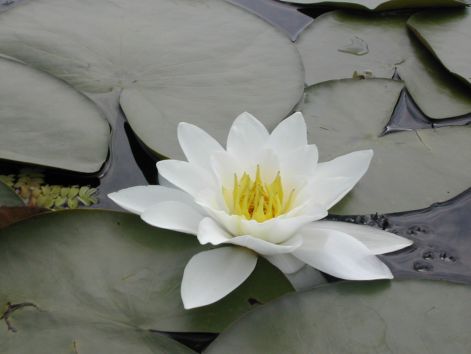 dscn8687.jpg